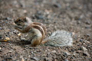 Wild squirrel close-up in the desert