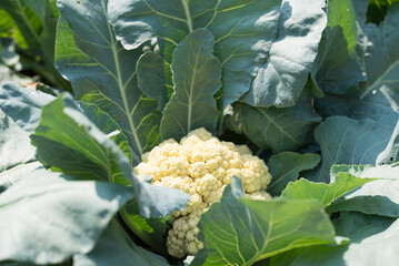 Cauliflower plant growing in organic vegetable garden