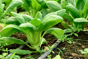 Bok choy plant growing in organic vegetable garden using drip Irrigation system