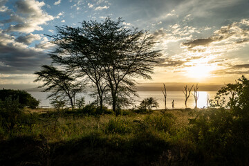 Beautiful African Landscape tree and Lake Nakuru in Savannah at sunset