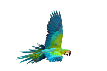 Colorful flying Buff Gold​ Macaw parrot isolated on transparent background png file