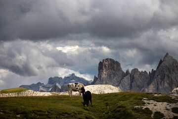 Cos in the Dolomites, grazing on beautiful green meadow. Scenery from Tre Cime. - 775642945