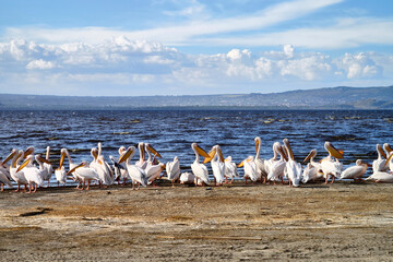 Great White Pelicans at Lake Nakuru National Park