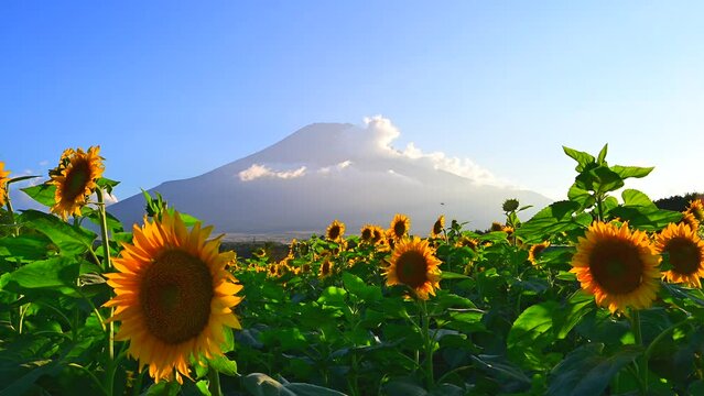 ひまわりと富士山