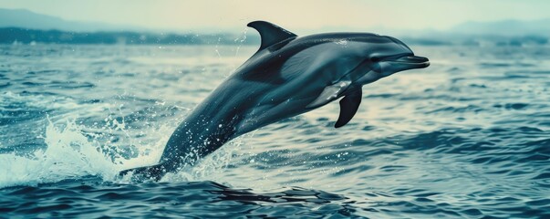 dolphin jumps energetically from the sparkling ocean waves with a beautiful sunset in the backdrop