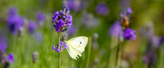 Butterflies on spring lavender flowers under sunlight. Beautiful landscape of nature with a panoramic view. Hi spring. long banner