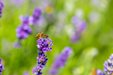 Spring lavender flowers under sunlight. Bees pollinate flowers and collect pollen. Lavender honey. Beautiful landscape of nature with a panoramic view. Hi spring. long banner