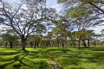 Acacia trees and beautiful African savanna landscape at Ngorongoro Park, Tanzania