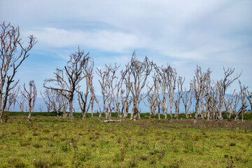 dry trees in forest in the African savannah.. Acacia Trees at Lake Nakuru National Park, Kenya