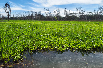 water hyacinth on Lake