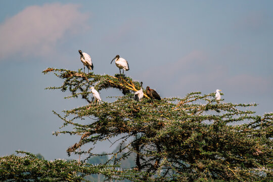 African sacred ibis Threskiornis aethiopicus is a species of ibis, a wading bird of Threskiornithidae family.