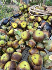 Sugar palm tree is harvesting by grower, It's sweet and delicious, tourist  very like this.