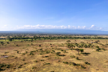 top view populated forest in Africa. African trees beautiful landscape of Kenya