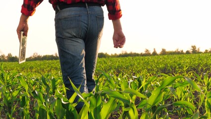 Unrecognizable man farmer agronomist going with tablet at sunny corn field back view closeup. Male...