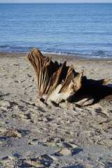 Grosser Baumstumpf am Strand an der Ostsee