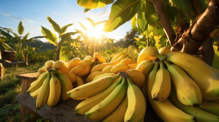 Bunches of bananas on amazing sunny banana plantation.