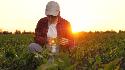 Woman farmer agronomist checking corn seedling leaf at sunset plantation. Female professional agricultural worker industrial research organic plant production control cultivation examination