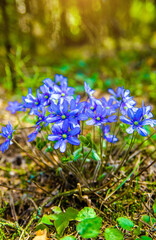 blue snowdrops on a forest glade