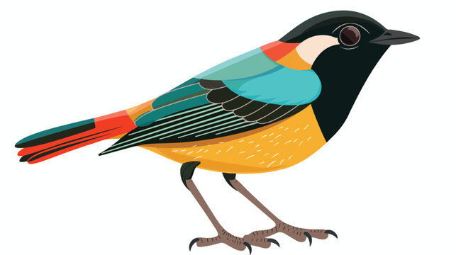 Hooded pitta. Bird of bright color living in Asia in