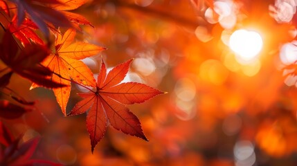 Autumn maple leaves in sunlight with bokeh background, selective focus