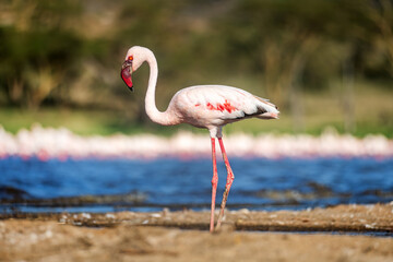 Africa. Kenya. Lake Nakuru. Flamingo. Flock of flamingos. The nature of Kenya. Birds of Africa.