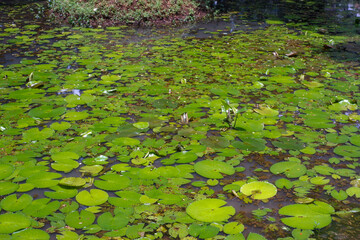 water lily in the pond