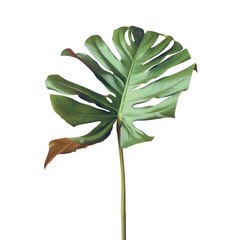 A large plant leaf on a Transparent Background