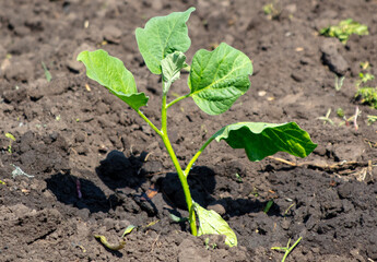 Eggplant seedlings in the ground in the garden. Spring