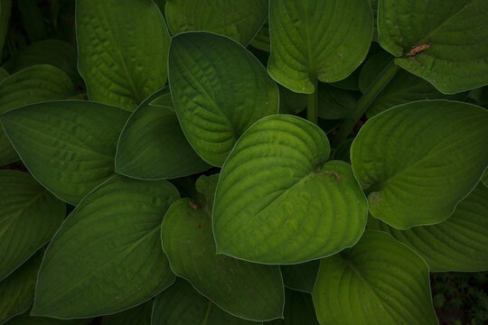 Green leaf Hosta in summer garden. (Hosta plantaginea)