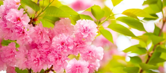 Fotobehang Fluor Roze Sakura. Cherry blossom, branches with flowers sway in the wind. Pink flowers of the sakura tree. Spring landscape with flowering trees. Beautiful nature on a sunny day.  © Vera