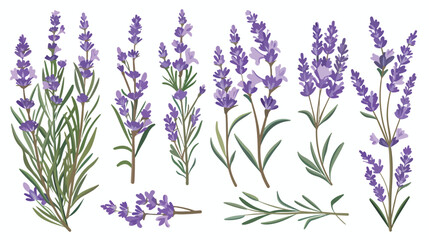 Lavender icon clipart isolated vector illustration