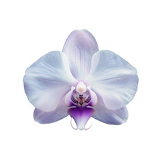 A purple flower on a Transparent Background