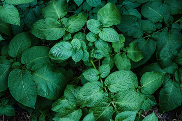 Green leaves of a potato plant in the summer