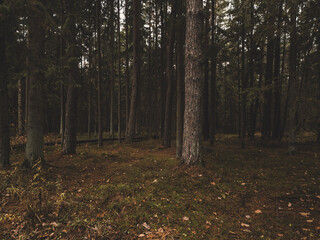 autumn in the forest