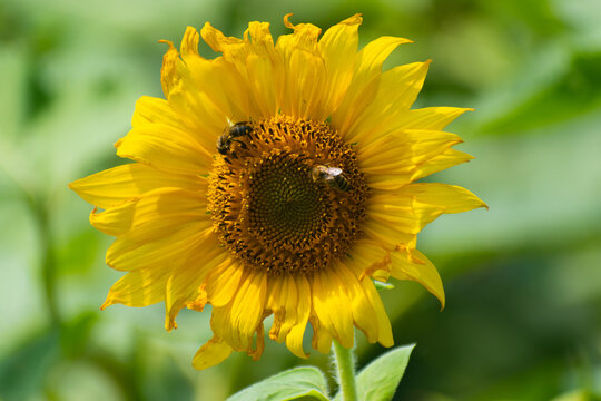 sunflower with bee