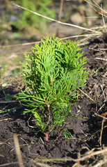 Planting a thuja seedling from a pot into the ground