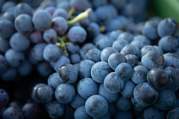 Grapes Close Up – Italian Vineyard on Mount Etna, Sicily – 