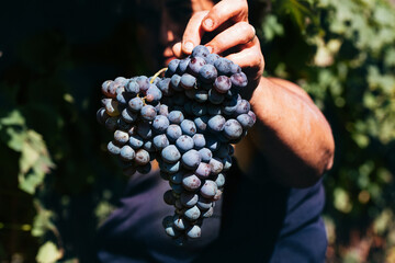 Harvest of Grapes with Hands – Italian Vineyard on Mount Etna, Sicily – 