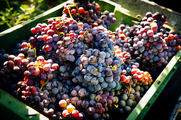 Harvest of Grapes basket – Italian Vineyard on Mount Etna, Sicily – 
