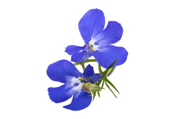 blue lobelia