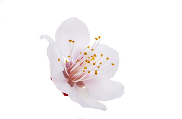 Apricot flower isolated