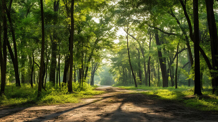 Fototapeta premium path in the forest.