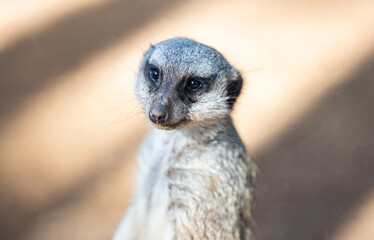 beautiful meerkat