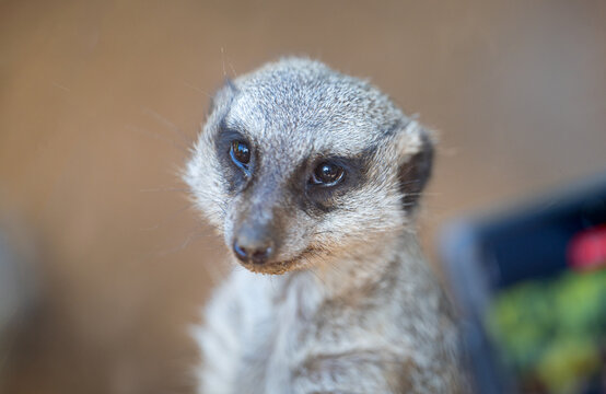 beautiful meerkat