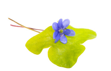 liverwort flowers isolated