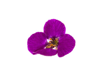 lobularia flowers isolated