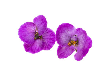 lobularia flowers isolated