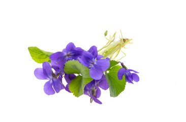 forest violet flowers isolated
