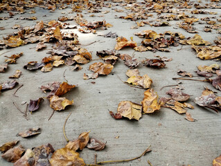 Dry Leaves Outdoor View Fallen Leaves