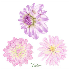 Hand-Drawn Pink Dahlia Blooms - Summer Flower Illustration